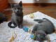 Deux superbes chatons chartreux gris à adopter