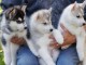 Superbe chiots Husky Sibérien a donner 1 femelle et 2 mâles