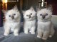 4 chatons sacre de birmanie