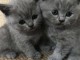 Magnifique chatons british shorthair