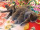 Donne Chatons Chartreux