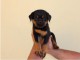 Disponible chiots rottweiler