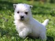 Jolis chiots White Terrier