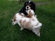 A donner chiots cavalier king charles