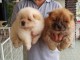 Chiots Type Chow chow disponible