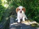Offre adorable chiots Cavalier King Charles Spaniel pure race LOF