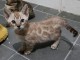 chatons Bengale brown