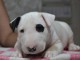 Chiots Bull terrier pour adoption