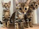 Dons Chatons Bengal LOOF 