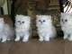 chatons persans sont disponibles