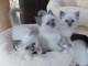Superbes portée de chatons Sacrés de Birmanie pour compagnie; Iss