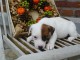 mignon chiot type jack russell