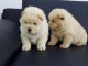 adorable Chiots chow chow