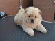 Disponible Chiots chow chow