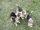 splendide chiots beagle Lof 