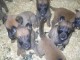 disponible superbe chiots Berger Malinois