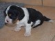 5 CHIOTS CAVALIER KING CHARLES SPANIEL LOF A DONNER 