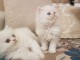 Magnifique chatons persans a donner
