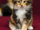  chatons Maine Coon LOOF 