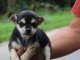  Chiots Chihuahua LOF A DONNER 