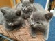 Adorable chatons chartreux a donner