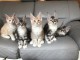  5 CHATONS MAINE COON N?S LE 25/06/2020