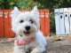Adorable Chiot West Highland Terrier