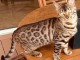 magnifique chatons bengal a donner contre bon soin 