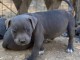 CHIOTS STAFFORDSHIRE BULL TERRIER