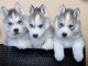 Magnifiques chiots husky sibérien disponible de suite 