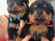 Chiots rottweiler disponible