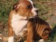 A donner chiots staffordshire bull terrier