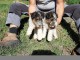 A donner Chiots fox terrier pour adoption
