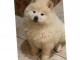 donner chiot type Chow Chows Loof