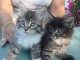  Adorables chatons Maine coon  
