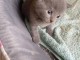 Chaton chartreux a donner loof