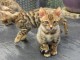 2 chatons bengal pour adoption