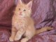 Chaton maine coon a donner