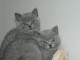A donner chatons british shorthair