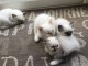Magnifiques chatons Sacré de Birmanie à donner 