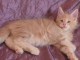 Chaton Maine coon a donner loof...