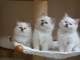  A donner 3 chatons  sacrée de birmanie