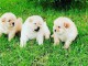 Chiots Chow-Chow Adorable