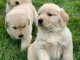 Golden Retriever puppies for sale 