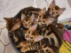 magnifique chatons bengal