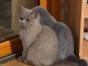 A donner chatons british shorthair