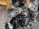 Dons Chatons british shorthair non loof pour compagnie