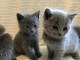 Chatons Type chartreux rf