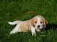 Adorable chiot Beagle à Adopter