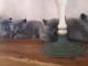 Jolie portees chatons chartreux pour noël